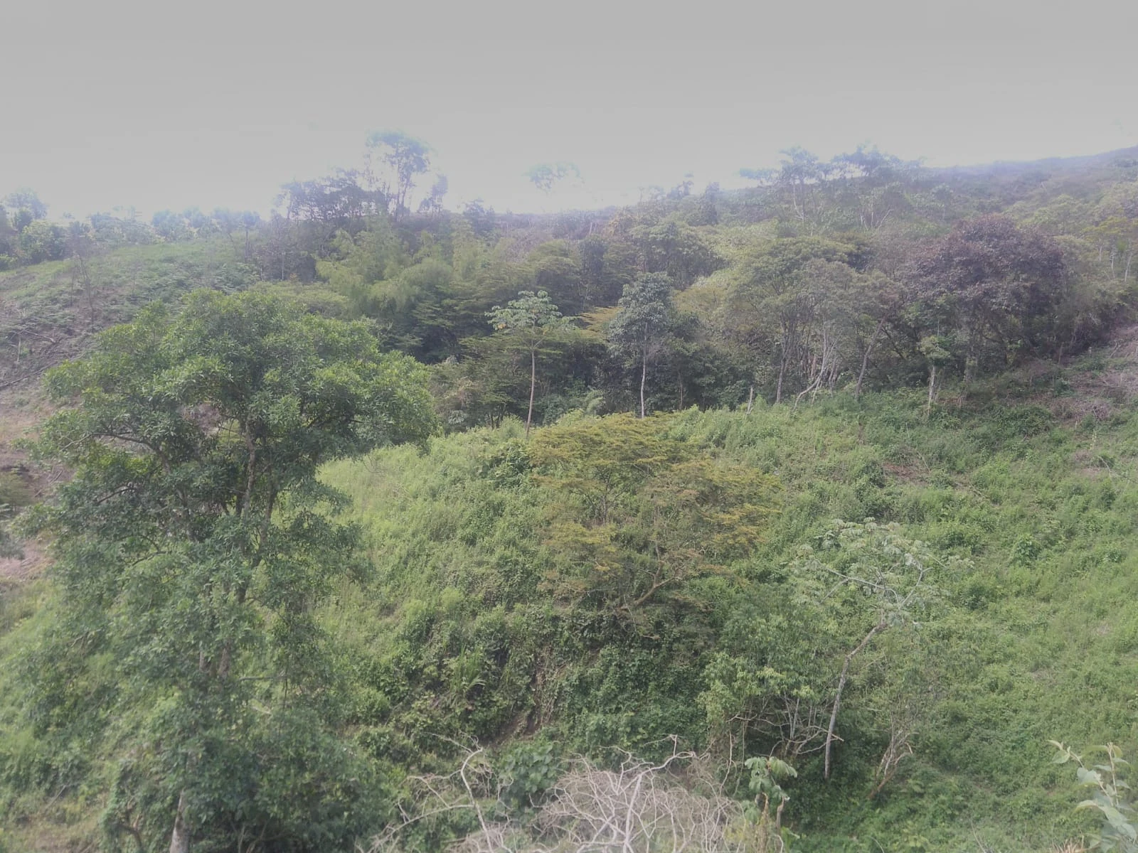 VENDO LOTE EN SANTO DOMINGO ANTIOQUIA