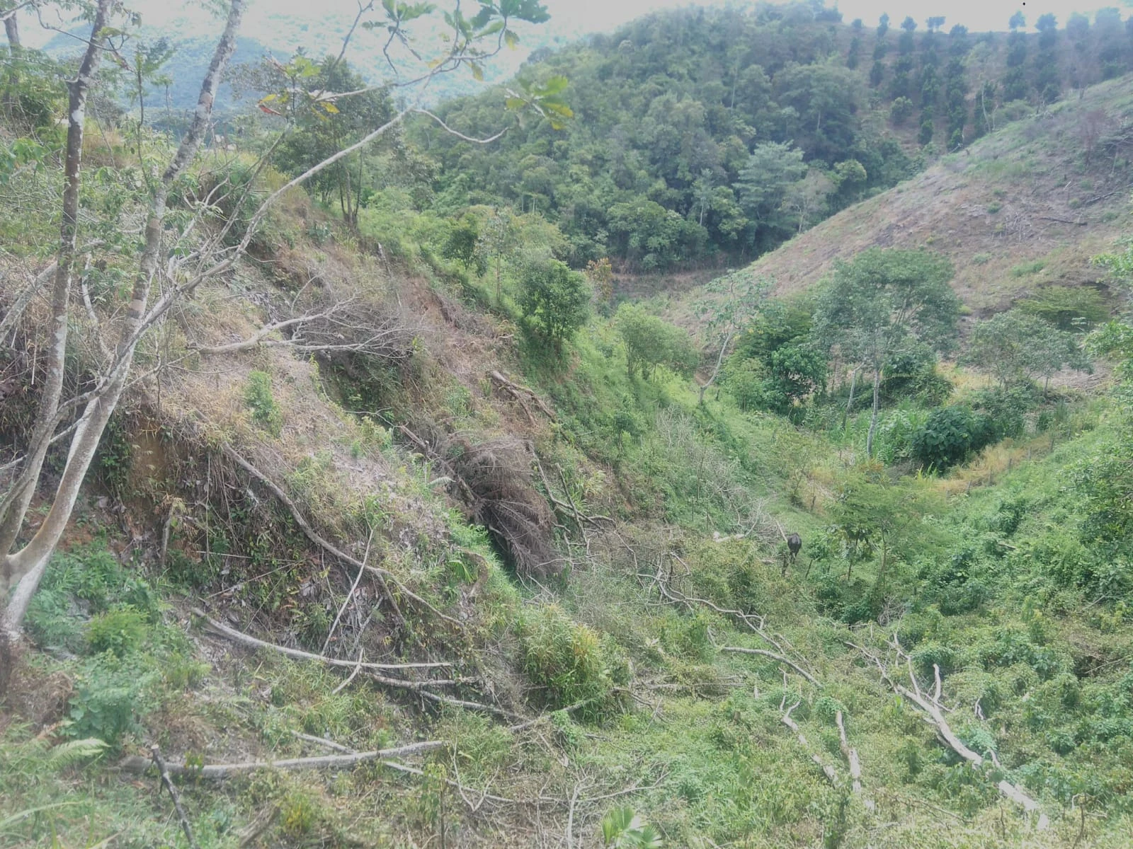 VENDO LOTE EN SANTO DOMINGO ANTIOQUIA