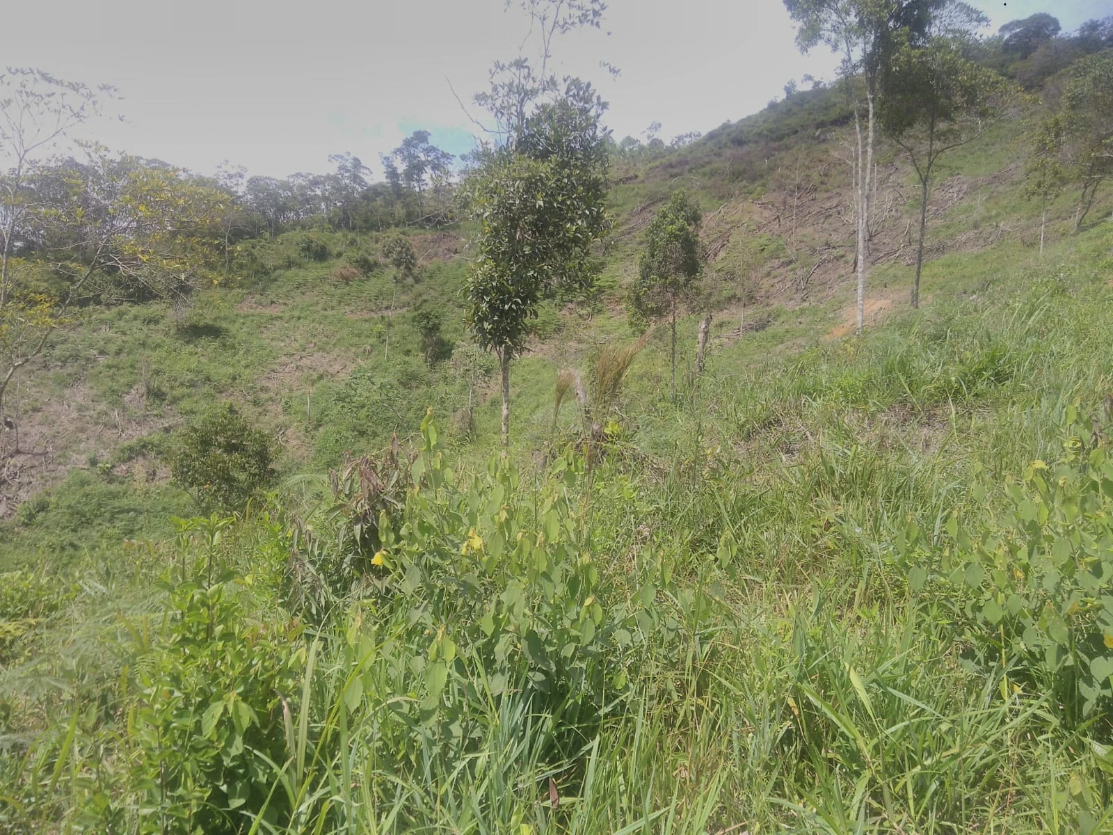 VENDO LOTE EN SANTO DOMINGO ANTIOQUIA