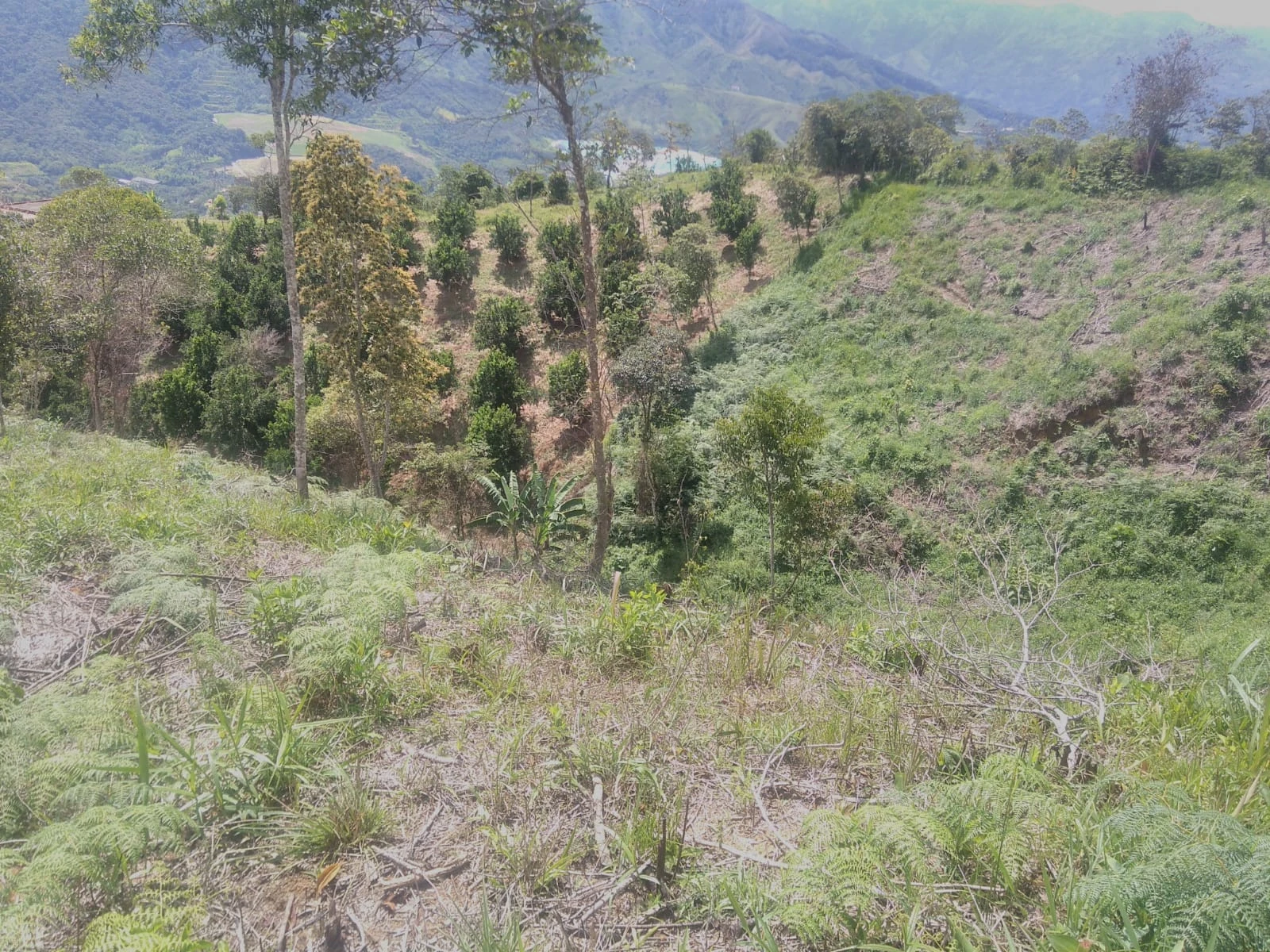 VENDO LOTE EN SANTO DOMINGO ANTIOQUIA